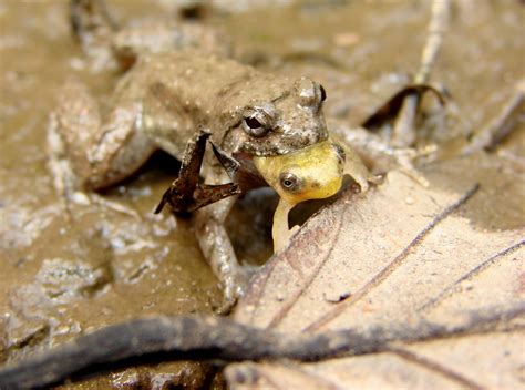 File:Cambodia Frog Eating Frog.JPG - Wikipedia