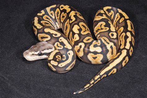 75+ Ball Python Morphs: Color, Pattern & Genetics - More Reptiles