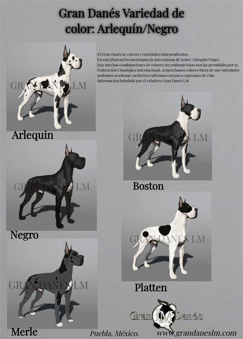 Colores de Gran Danes Variedad Arlequin Negro by grandaneslm on DeviantArt