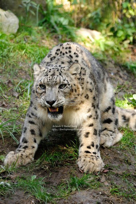 Angry Snow Leopard by 8TwilightAngel8 on DeviantArt