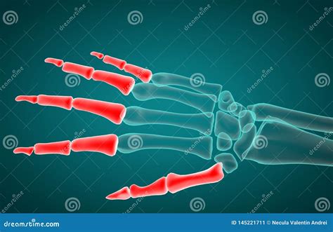 3d Rendering Illustration of Phalanx Bone Stock Illustration - Illustration of pain, femur ...