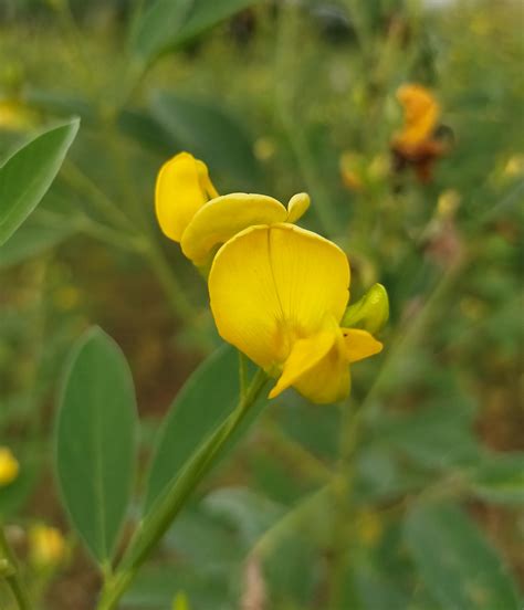 Pea plant flower - PixaHive