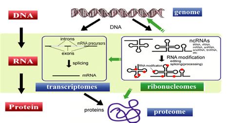 Non-Coding RNA | What is Epigenetics?