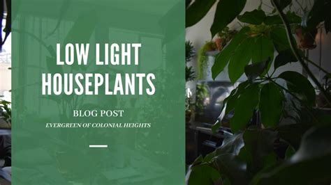 Houseplants: Low Light Choices - Evergreen of Colonial Heights