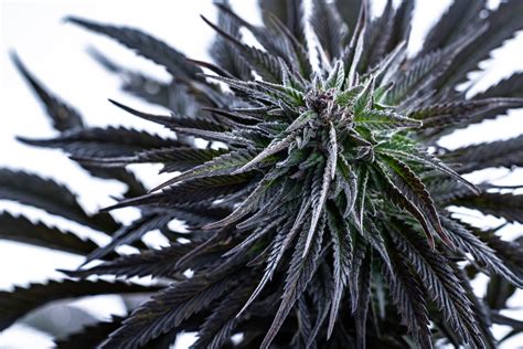 The Complete Guide To The Blue Dream Weed Strain – STIIIZY