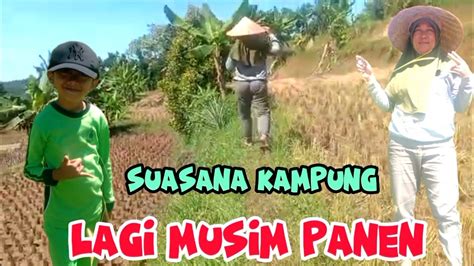 SUASANA KAMPUNG LAGI MUSIM PANEN DI SAWAH @AdeNaufalOfficial23 - YouTube