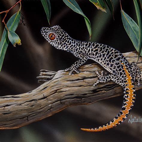 Hello Gecko - Golden Tailed Gecko (Strophurus taenicauda) | Australian ...