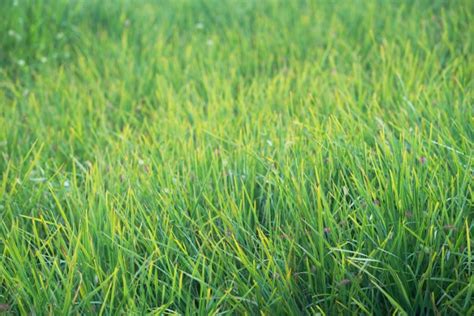 Perennial Ryegrass Lawn (my in-depth guide to a thriving lawn)