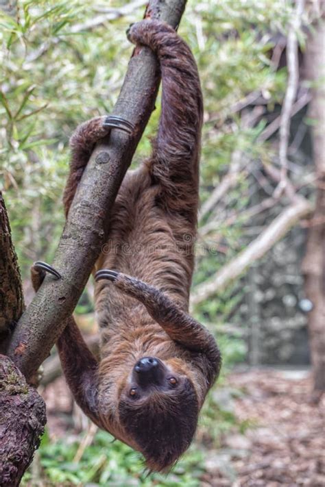 Sloth is Hanging Upside Down in the Tree. Vertical Photo Stock Photo - Image of mammal, lazy ...