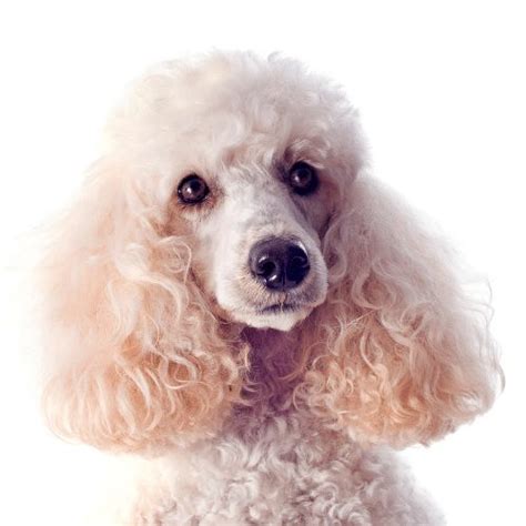 Best Brushes For Poodles - Reviews & Buying Guide - SpiritDog Training