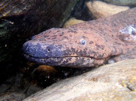 World’s Largest Amphibian Discovered: New Species of Giant Salamander