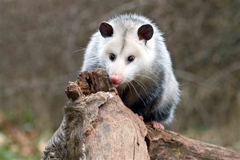 11 Things You Didn't Know About Opossums