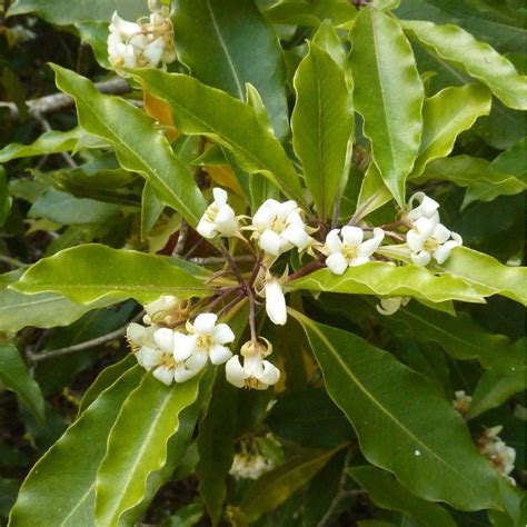 Bergamot orange tree : Citrus bergamia