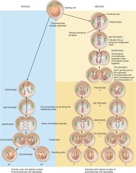 cell biology - Mitosis versus Meiosis I: What's the difference ...