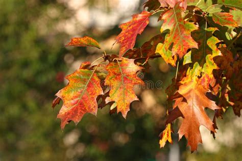 Colorful autumn oak leaves stock photo. Image of autumn - 61428368