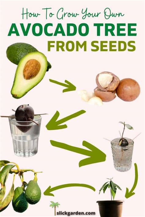 2 EASY WAYS TO GROW AVOCADO PLANT FROM SEED – Slick Garden