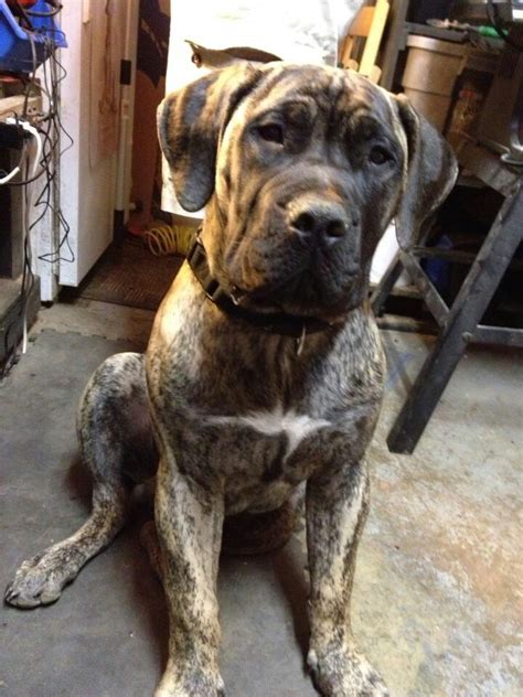 Boerboel aka south African mastiff | South african mastiff, Big dogs, Dog breeds