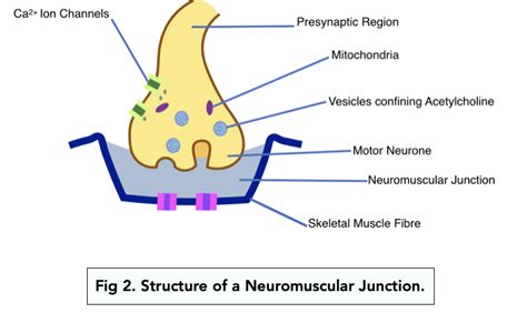 Neuromuscular Junction Steps Diagram