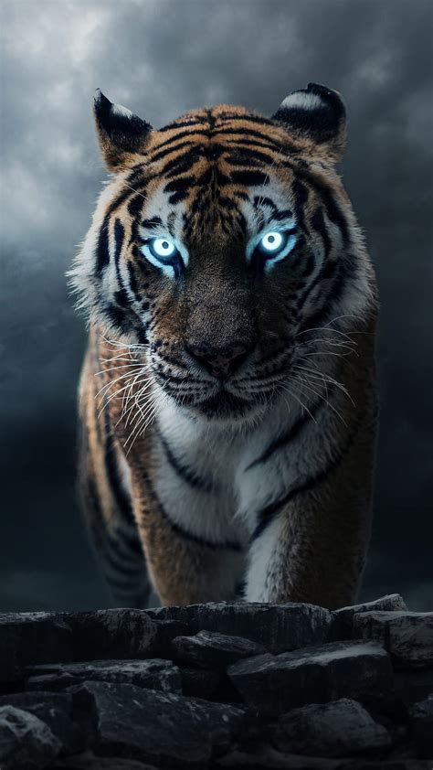 346 Wallpaper Hd Android Tiger Images - MyWeb