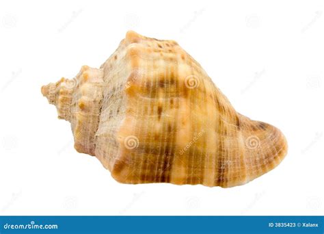 Murex snail shell stock image. Image of holiday, hard - 3835423