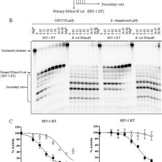 Effect of RNase H inhibitors on DNA synthesis by HIV-1 RT. A, sequence... | Download Scientific ...