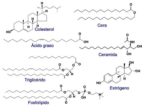 Lípidos: qué son, características, tipos y funciones (con ejemplos) - Significados