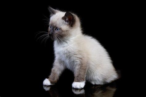 Premium Photo | Thai cat known as a traditional siamese cat