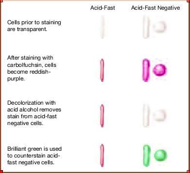 Ziehl-Neelsen acid-fast staining procedure | Medical Laboratories