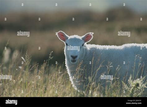 Sheep-Ovis aries. Uk Stock Photo - Alamy