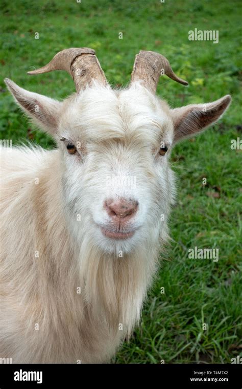 Pygmy white hi-res stock photography and images - Alamy