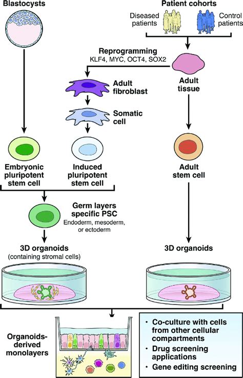 Example of different formats of stem cell-derived intestinal organoid ...