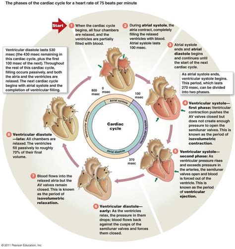 Cardiac Cycle Diagram