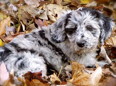 Bergamasco Shepherd | Breed Info & Guide | World Dog Finder