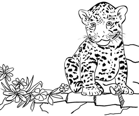 Eight Fun Baby Jaguar Coloring Pages for Kids - Coloring Pages