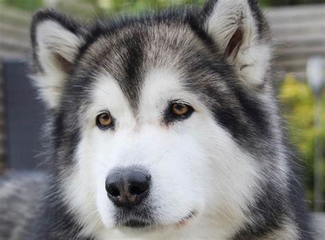 Alaskan Malamute Colors: The Standard & Rare Malamute Coat Colors - K9 Web