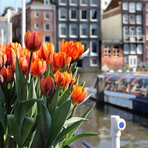 Amsterdam Tulip Season 2022 - Tulip Festival Amsterdam