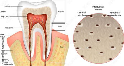 Tooth Anatomy. Cross-section of dentin. Anatomy and Histology. Dentinal tubules Stock Vector ...