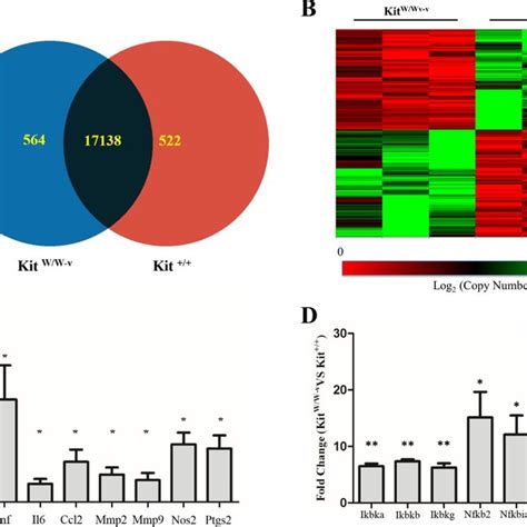 Loss of c-Kit function accounts for significant gene expression ...