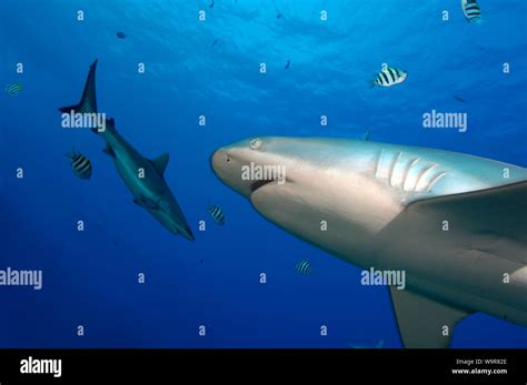 grey reef shark, gills, (Carcharhinus amblyrhynchos Stock Photo - Alamy