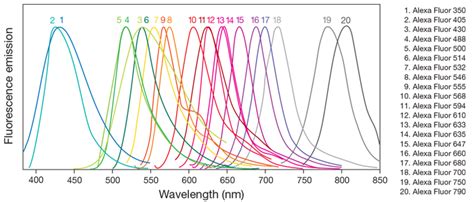 Alexa Fluor Dyes—Across the Spectrum | Thermo Fisher Scientific - US