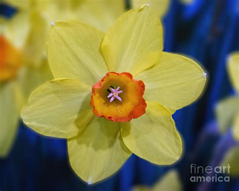 Yellow Daffodil on Blue Photograph by Terry Weaver - Fine Art America