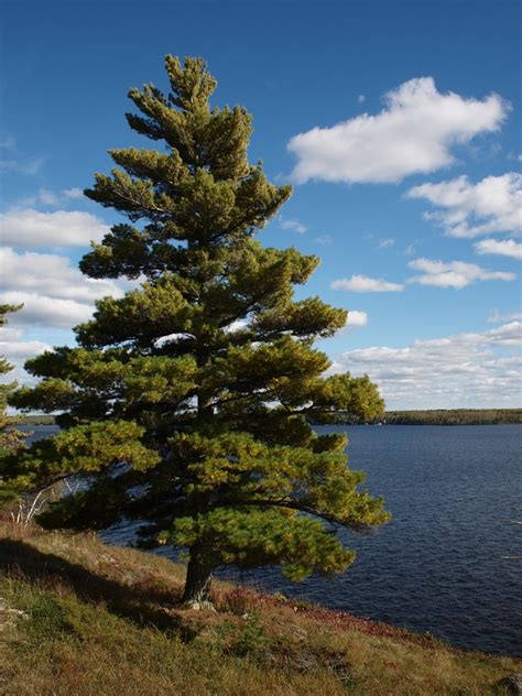 Eastern White Pine (Pinus strobus), Tree Facts, Habitat, Pictures | Coniferous Forest