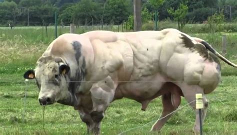 Belgian Blue Cattle Breed – Everything You Need to Know