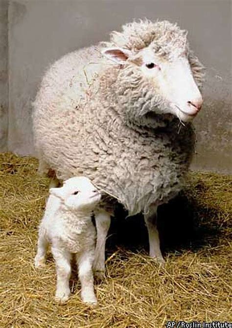 Dolly euthanized for lung disease / 6-year-old cloned sheep the center ...