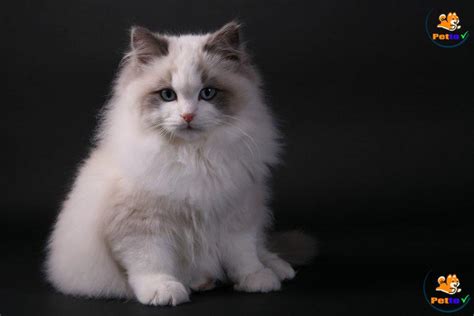 Mèo Ragdoll - Giống Mèo Tuyệt Đẹp Mà Nhiều Người Chưa Biết - Petto