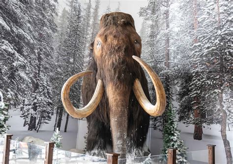 7 Extinct Ice Age Animals - A-Z Animals