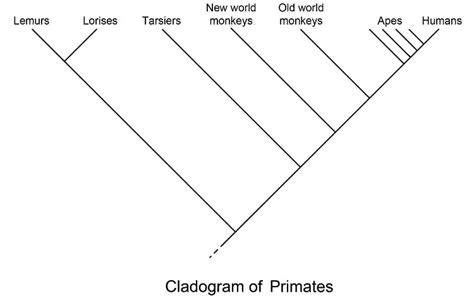 Cladogram - Definition and Examples | Biology Dictionary