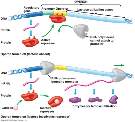 Dr. Fox's II Form Science: The Lac operon continued and other bacteria operons