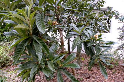 How to Grow a Loquat Tree For Big Harvests | Epic Gardening