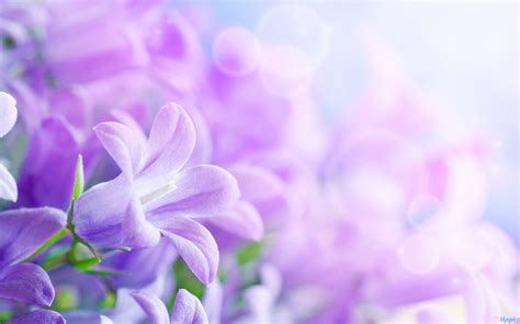 Purple Flowers Backgrounds - Wallpaper Cave